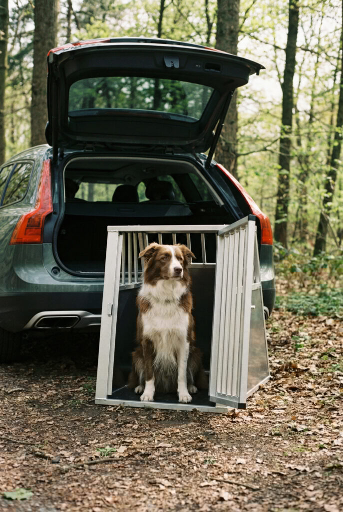 Großer Hund in Hundebox vor Auto Großer Hund in Hundebox vor Auto