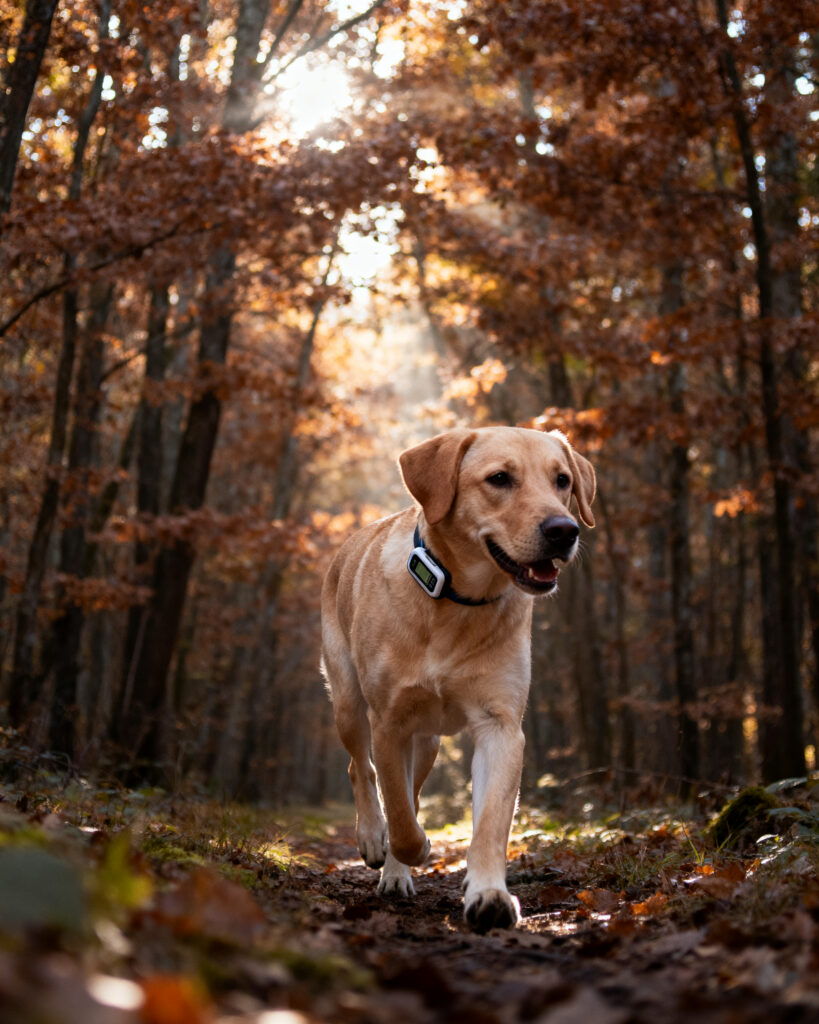 Hund läuft im Wald mit GPS-Tracker Hund läuft im Wald mit GPS-Tracker