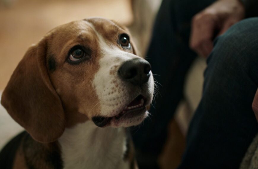 Warum Hunde manchmal winseln – 8 mögliche Ursachen